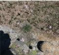 Armeria sardoa subsp. sardoa